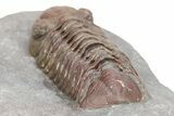 Interesting, Red Austerops Trilobite - Zireg, Morocco #273407-4